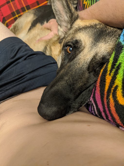 No Daddy, don't go make the porns. It's cuddle time...  ❤️🐶❤️ https://t.co/7t1Dh3sTIG<a href="/tag/superfan"class="tags"><span>#superfan</span></a>