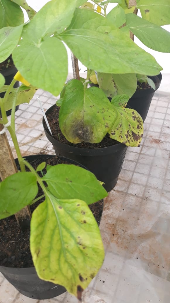 The kind of photo I like to receive 🥰 
#lateblight #Phytophthorainfestans #phdlife