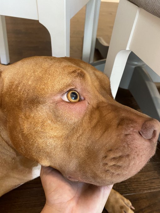 Guys piglet got stung by a bee under her eye and it is the sadest thing ever😭 I called the vet and followed