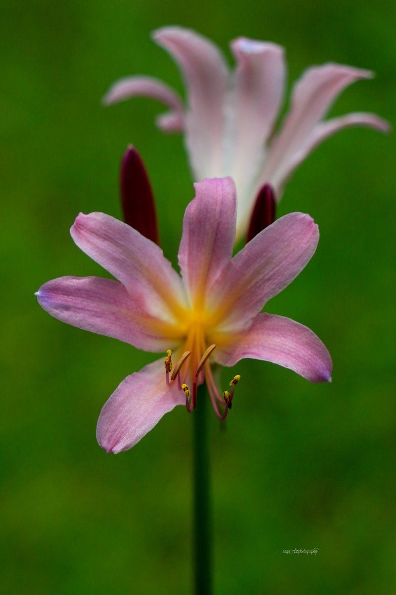 Naga Lycoris 夏水仙 別名 裸百合 花言葉 深い思いやり Photograghy 夏水仙 赤城自然園