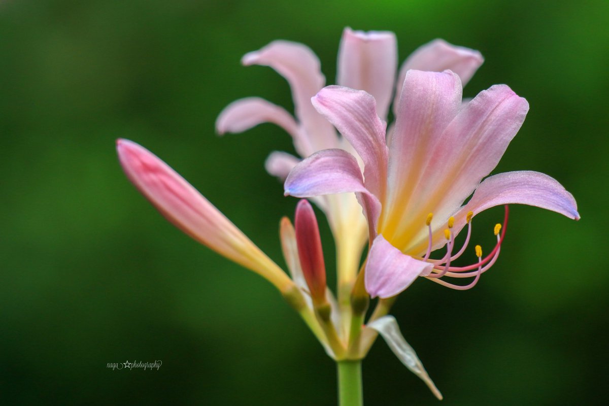 Naga Lycoris 夏水仙 別名 裸百合 花言葉 深い思いやり Photograghy 夏水仙 赤城自然園