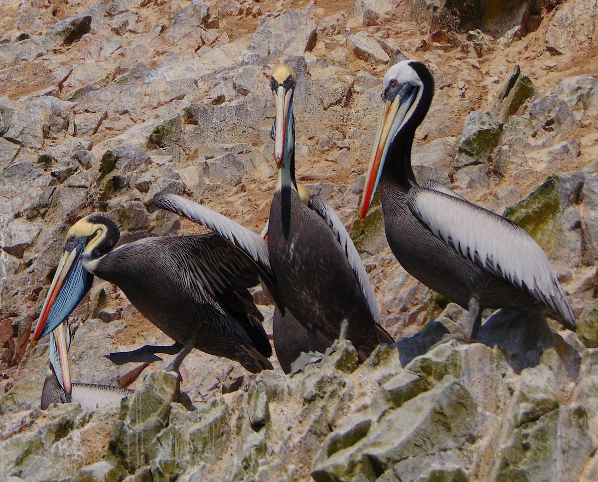 arrivedeh's tweet photo. Peruvian #Pelicans at #Ballestas Islands, #Peru.
#birdwatching #birdphotography #birding https://t.co/Fdo9jtjZ1K https://t.co/cBUUfytJTx