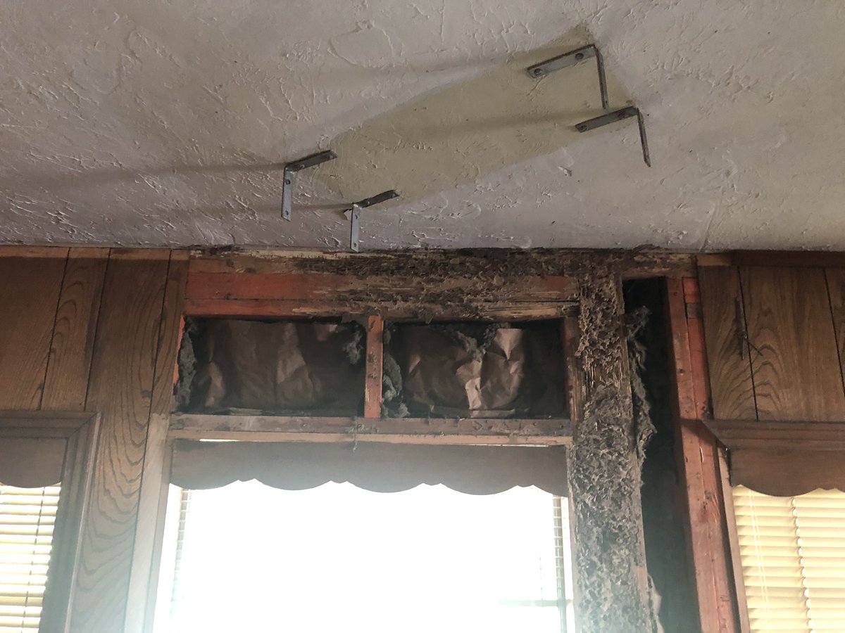 007bugman's tweet image. Formosan Termites ❤️ wood #termites #formosan #pestcontrol