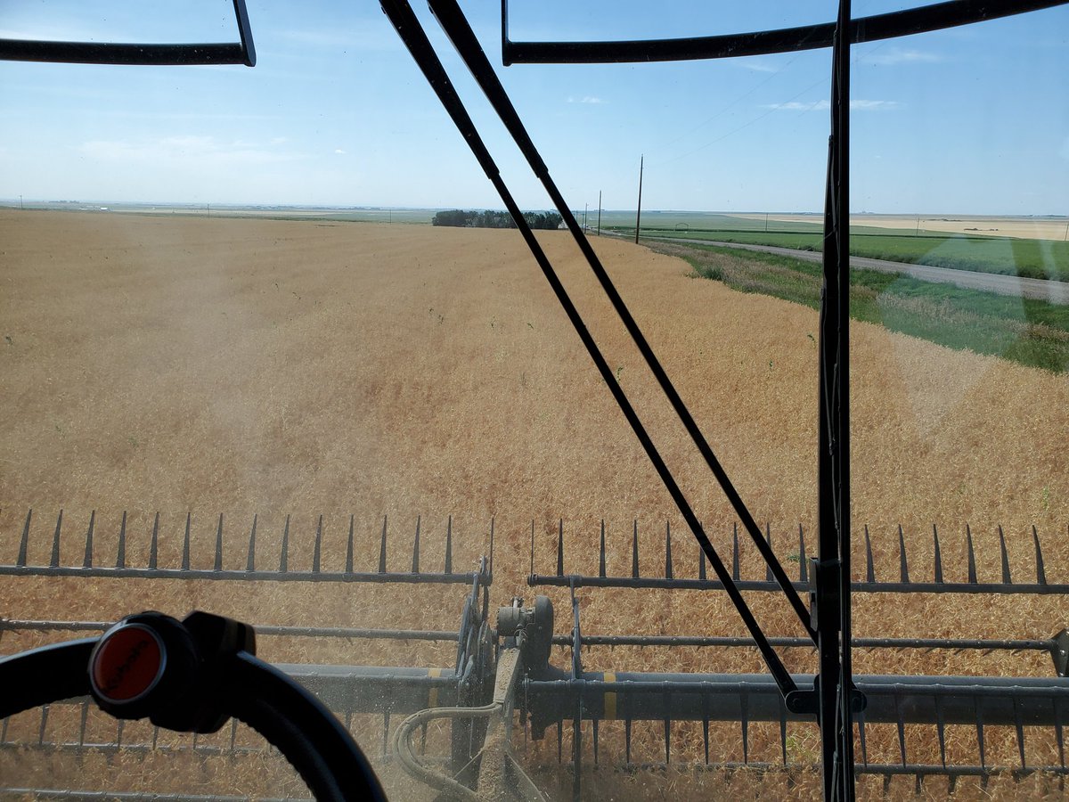 It's official #harvest2020 has started Peas are ready