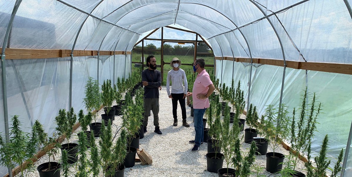 Yesterday we collected the first FL hemp compliance sample!
Already submitted to <a href="/FDACS/">Florida Dept. of Agriculture & Consumer Services</a>!!  #TFIG #hemp #Testing #labortary #Florida #FreshFromFlorida