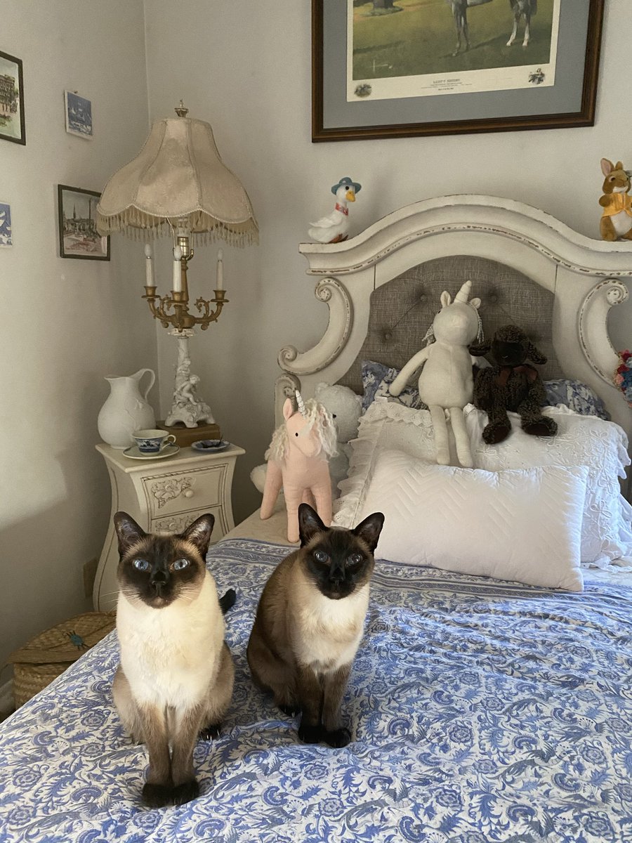 DoreenMaggio's tweet photo. We are Siamese if you please https://t.co/JcBiFFzoq0