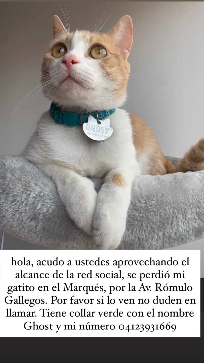 EvisRamirez's tweet image. Por favor quien lo vea no dude en avisarme es el amor de mi vida @alexagomez2000 @LuisOlavarrieta @soniachocron