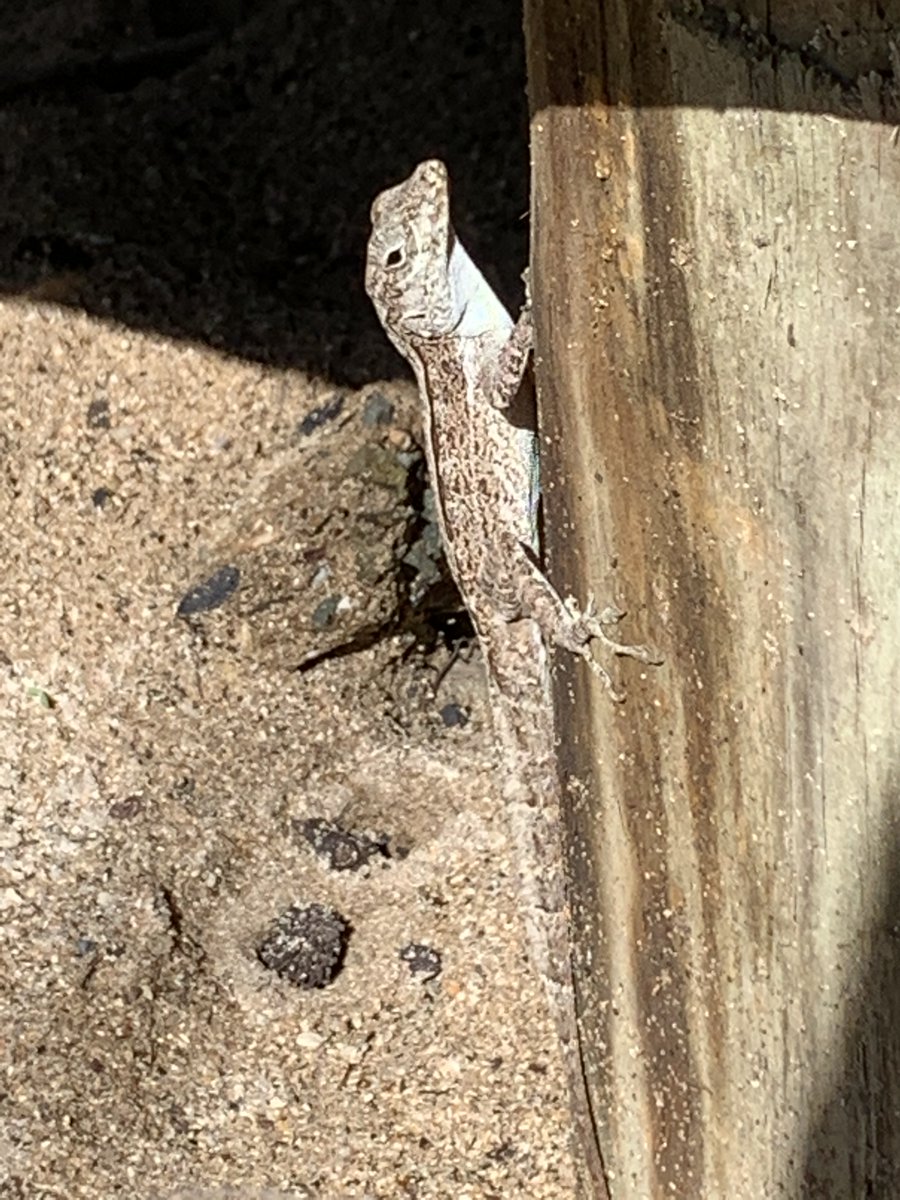 Michael Martinez (@vetdog98) on Twitter photo Happy World Lizard Day
Here are a few more Anoles that can be found in Puerto Rico
Anolis Gundlachi (Upper left)
Anolis Evermani(Upper Right)
Anolis Pulchellus(Down Left)
Anolis Cristatellus(Down Right)
#WorldLizardDay Happy World Lizard Day
Here are a few more Anoles that can be found in Puerto Rico
Anolis Gundlachi (Upper left)
Anolis Evermani(Upper Right)
Anolis Pulchellus(Down Left)
Anolis Cristatellus(Down Right)
#WorldLizardDay