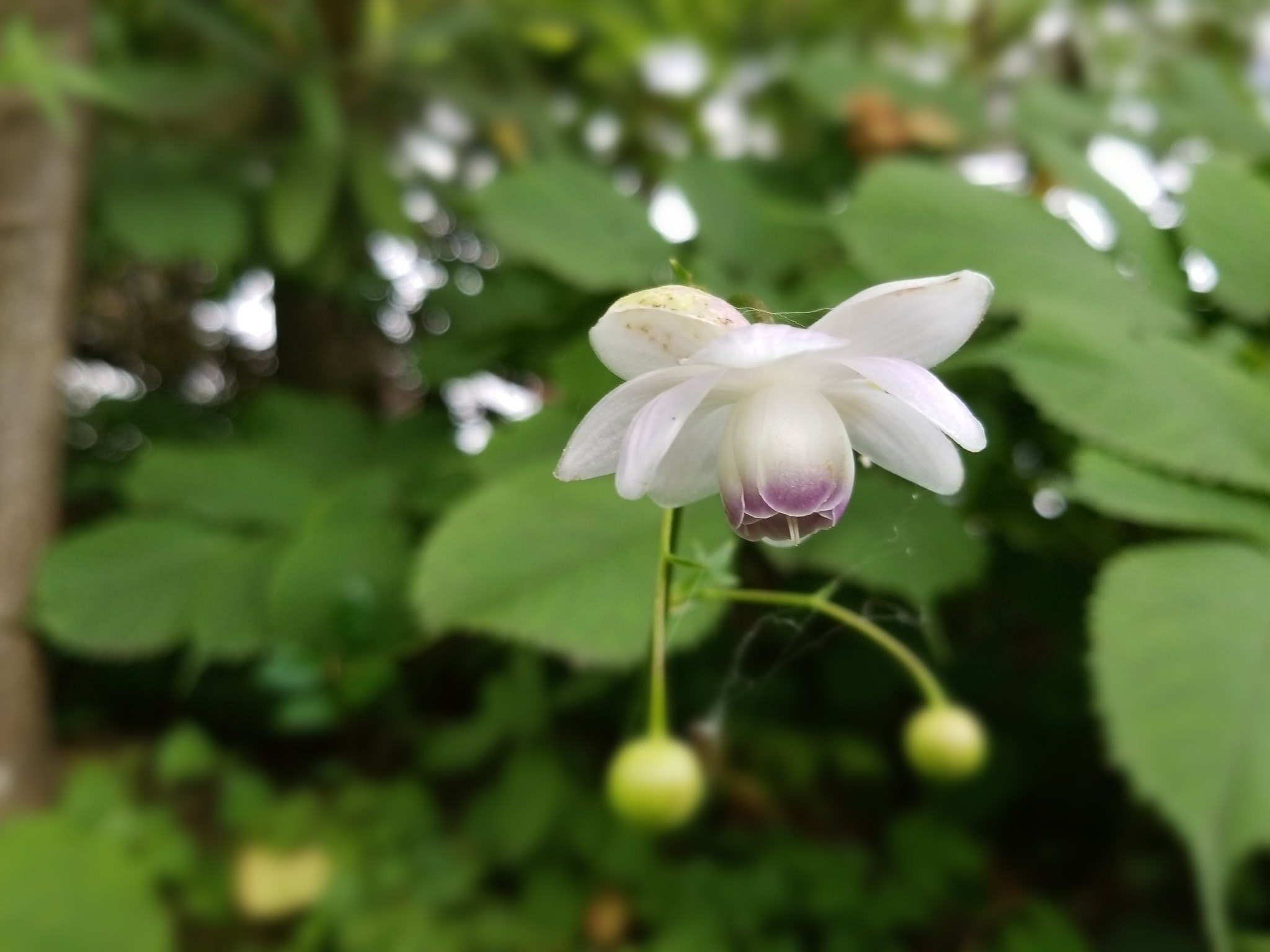 タッチ 花想い レンゲショウマ 下向きに咲く 奥ゆかしいたたずまい 一種一属の日本固有種 花写心は8 14川場村 花寺吉祥寺 オハョ 君と重ねる花想い ﾌﾗﾜｰｴｰﾙ ﾌﾗﾜｰﾊﾞﾄﾝ Socialdistance Stayhome Tlに花を レンゲショウマ 川場村 吉祥寺