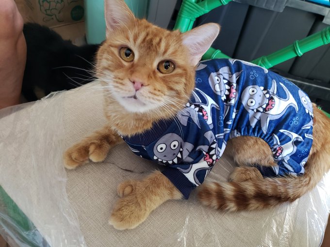 Live every day like it's #SharkWeek https://t.co/ehJuCzHX2s<a href="/tag/sharkweek"class="tags">#SharkWeek</a>