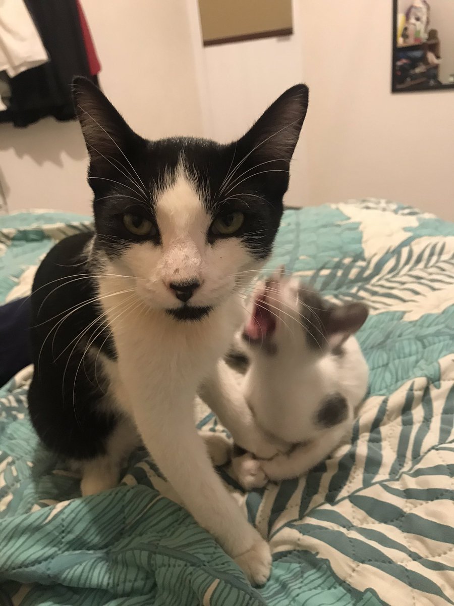 soyeverardo's tweet photo. @FelixPurina no quieres adoptar un gato genéticamente perfecto de su marca ? https://t.co/sbIKy43RVZ