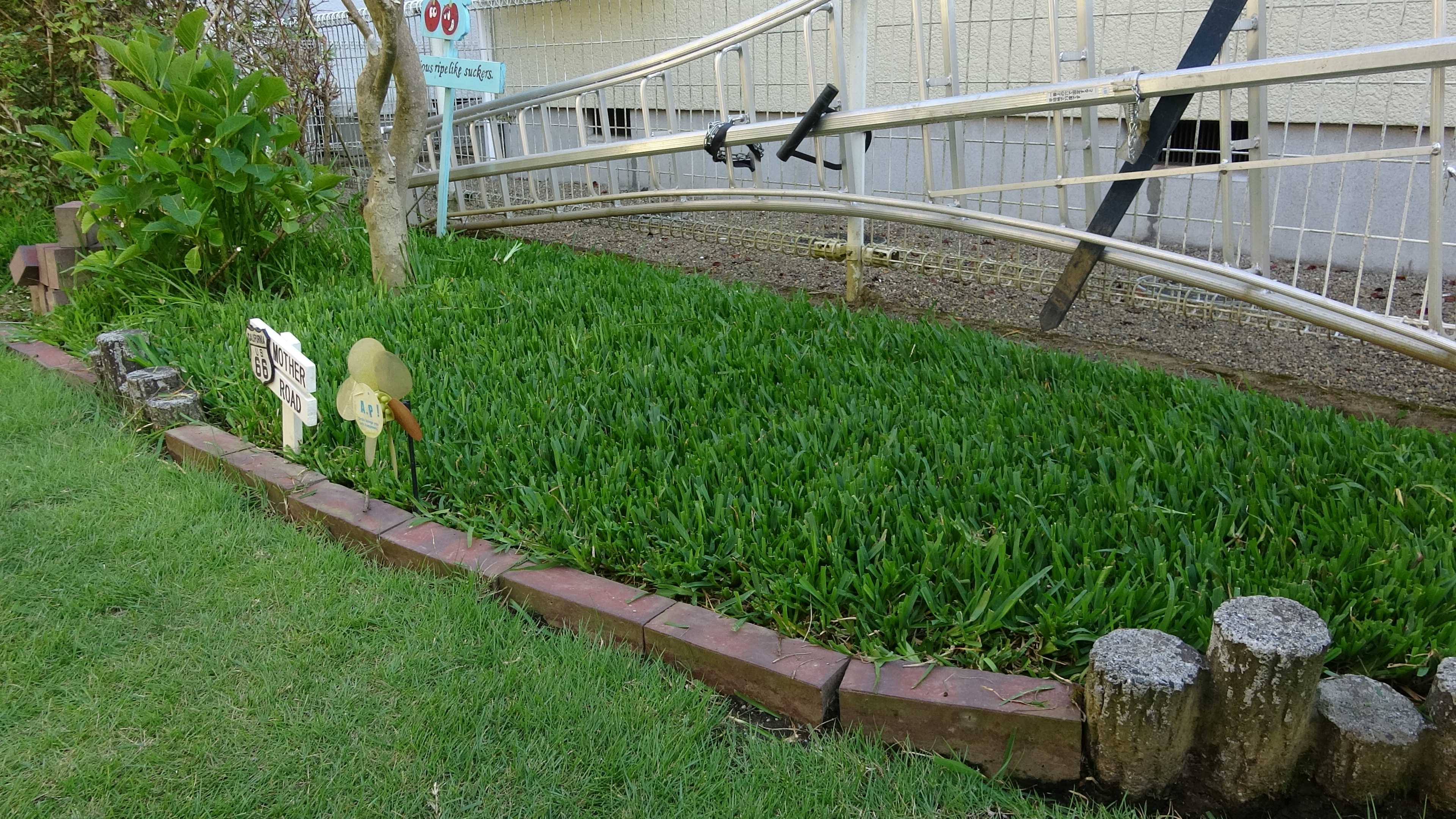 東京40まいる 日陰に最も強い芝 セントオーガスチングラスをショートカットにしたら だいぶ芝 らしくなりました 外気温が高くて 一日にちょっと陽が当たったり反射光がある場所なら日陰エリアでもグングン育つ熱帯系芝です ニラではありません 芝
