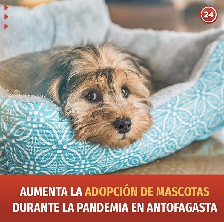 🐾Mascotas en abandono buscan hogar. En el PET @AntofagastaMuni puedes adoptar, el llamado es a ser responsable recuerda que la #leycholito sanciona todo tipo de maltrato animal incluyendo el abandono, puedes denunciar en @PDI_Antofagasta 🐱🐶