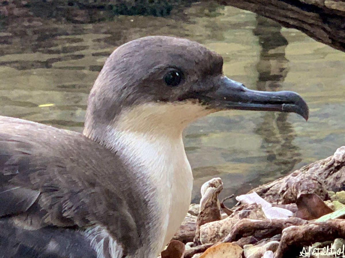 Llego en días recientes una Pardela, Puffinus?.. no identificada... Se encontraba muy débil por una diarrea severa. 
Estaba en el mar enfrente al Oceanario, no podía incorporarse ni volar la rescatamos en lancha. En estos momentos se está tratando y está mejorando notablemente!