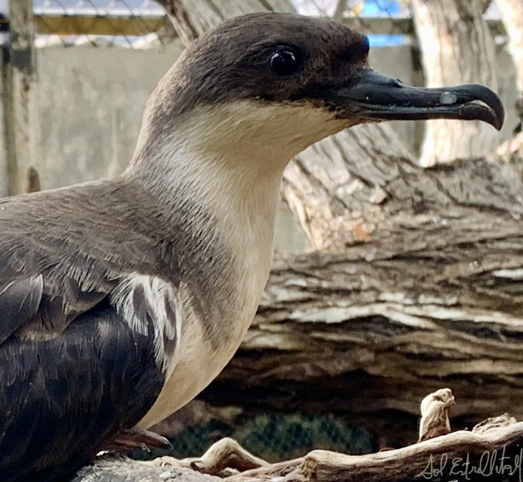 OceanarioIslas's tweet photo. Llego en días recientes una Pardela, Puffinus?.. no identificada... Se encontraba muy débil por una diarrea severa. 
Estaba en el mar enfrente al Oceanario, no podía incorporarse ni volar la rescatamos en lancha. En estos momentos se está tratando y está mejorando notablemente! https://t.co/n58bjmXDfv