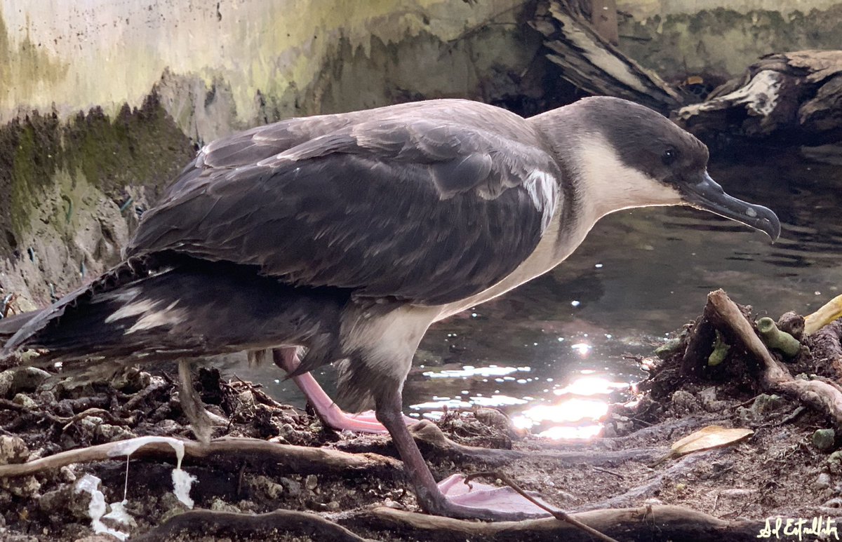 OceanarioIslas's tweet photo. Llego en días recientes una Pardela, Puffinus?.. no identificada... Se encontraba muy débil por una diarrea severa. 
Estaba en el mar enfrente al Oceanario, no podía incorporarse ni volar la rescatamos en lancha. En estos momentos se está tratando y está mejorando notablemente! https://t.co/n58bjmXDfv
