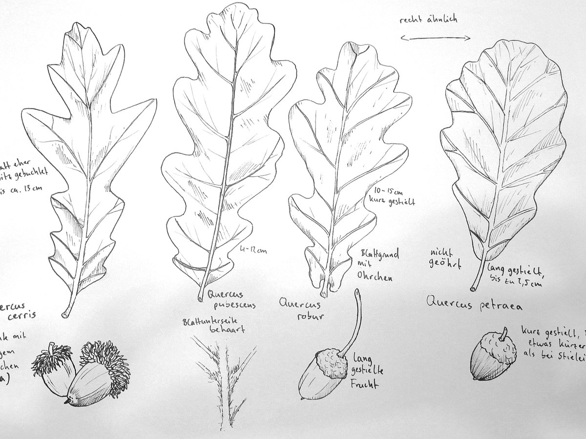 chu_saskia's tweet photo. #botanicalstudy https://t.co/GMNcEk7Lhe