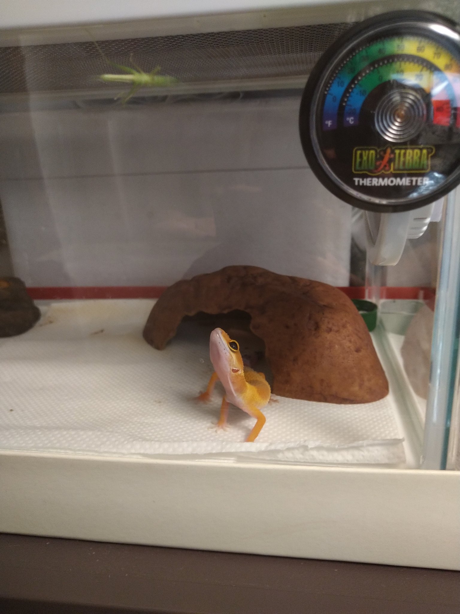 ミカさん 禁断の野生バッタを投入するも 餌認定されず そして 練り餌をパクリ 都会っ子ね バッタはお帰りいただきました レオパ レオパードゲッコー T Co Irleqfwf4n Twitter