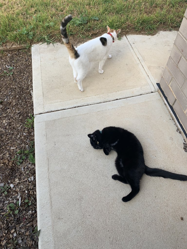 Galacticat93's tweet image. Sunshine time with my girls 💜😽 @shecodesaus #virtualcodingparty