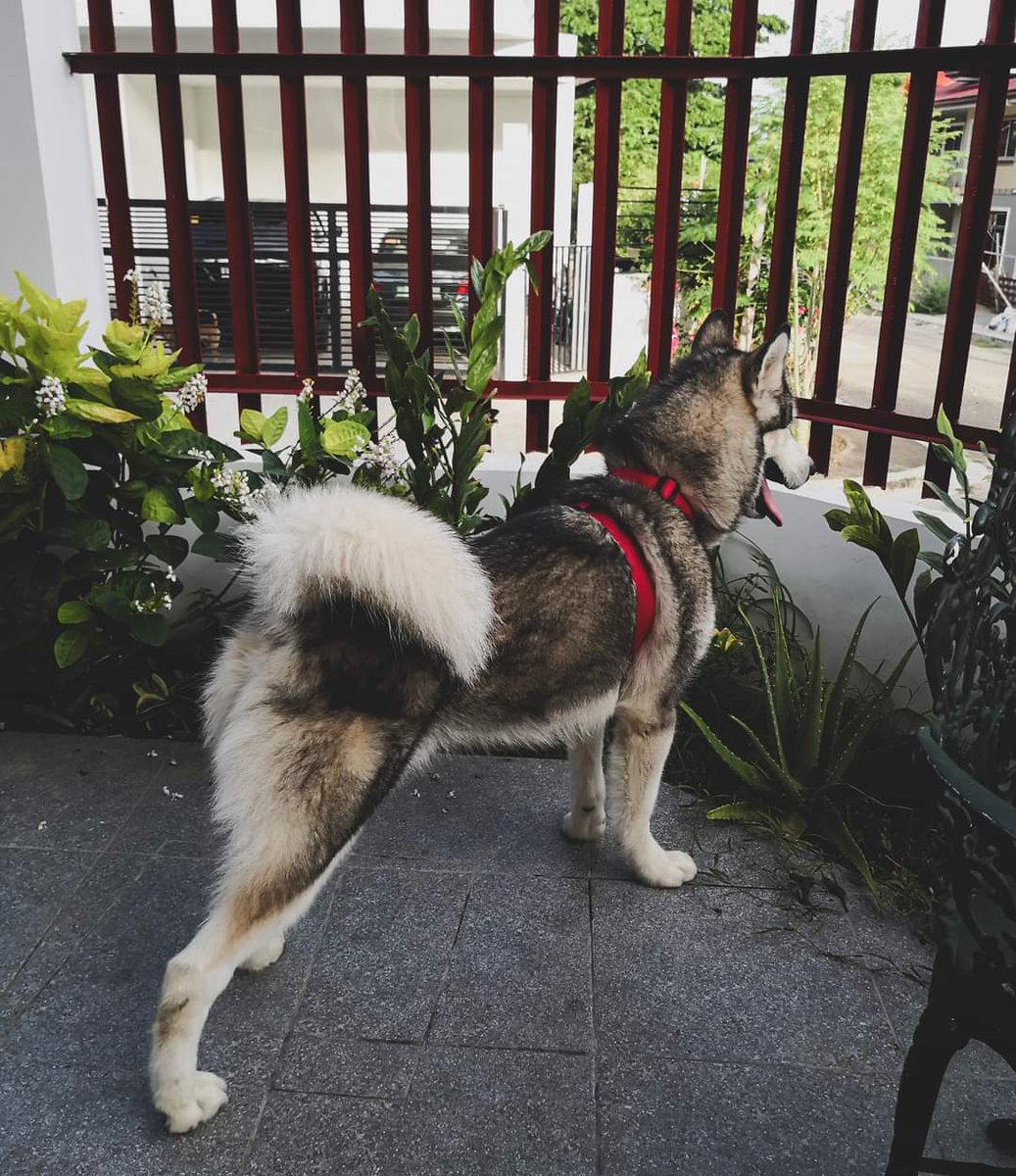 pattymanuelle's tweet photo. #CEBU! Let's help #GetDoggoHome again. My friend V's furbaby Flint is missing. He's an Alaskan Malamute (often mistaken for a husky), and he was last seen in Greenwoods, Pulangbato, #Talamban. If you have any leads, call the number in the photo.
#CebuCity https://t.co/tNPVbuj3ew