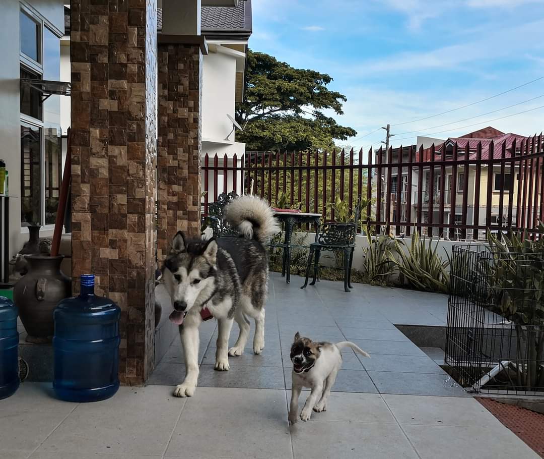 pattymanuelle's tweet photo. #CEBU! Let's help #GetDoggoHome again. My friend V's furbaby Flint is missing. He's an Alaskan Malamute (often mistaken for a husky), and he was last seen in Greenwoods, Pulangbato, #Talamban. If you have any leads, call the number in the photo.
#CebuCity https://t.co/tNPVbuj3ew