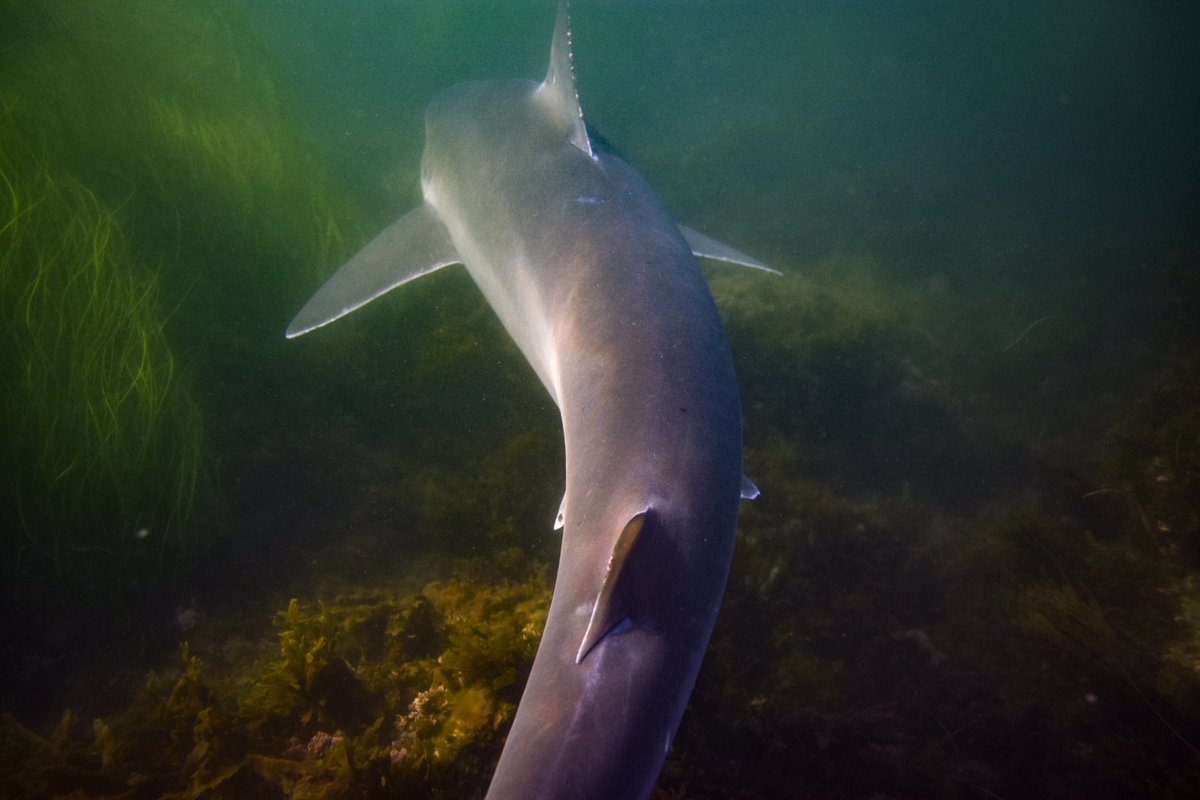 ndenezzo1's tweet photo. If anyone's dying for my take on tonight's #SharkWeek episodes, I'll be catching up sometime tomorrow.

Otherwise, enjoy our stunning San Diego #TopeSharks! https://t.co/zN84jiLcvu