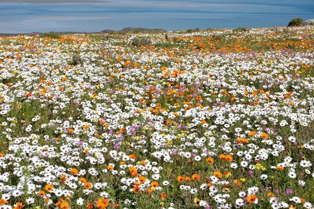 allcapetown's tweet photo. Capetonians allowed to view the stunning West Coast flowers on self-drive https://t.co/BPtgoP1aHf via @GoodThingsGuy #AllCapeTown https://t.co/8NL7Fc0vq6
