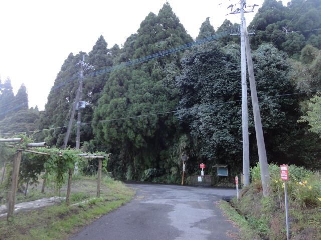 鹿児島のトトロ