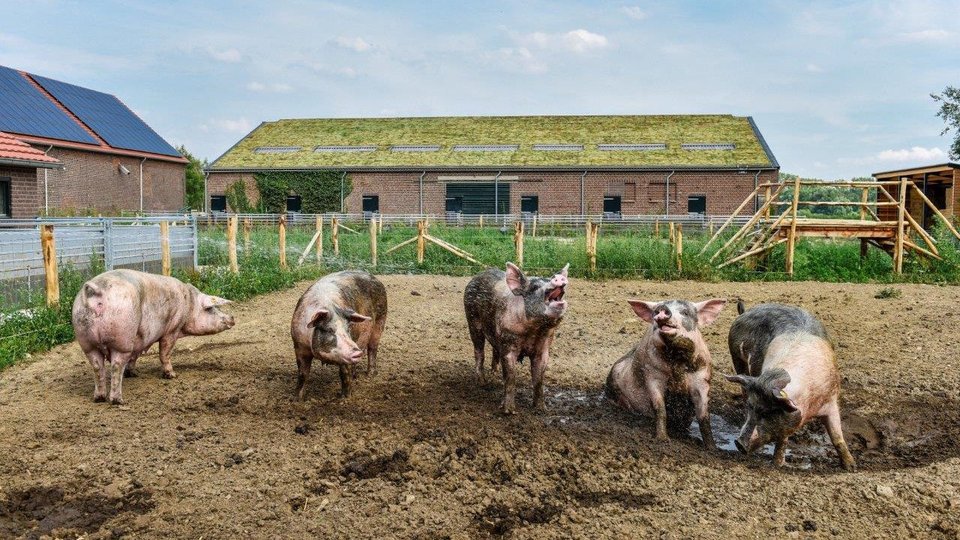 Livar kloostervarken: 'Het is geen sprookje, het is echt' bit.ly/3kOo8Ez