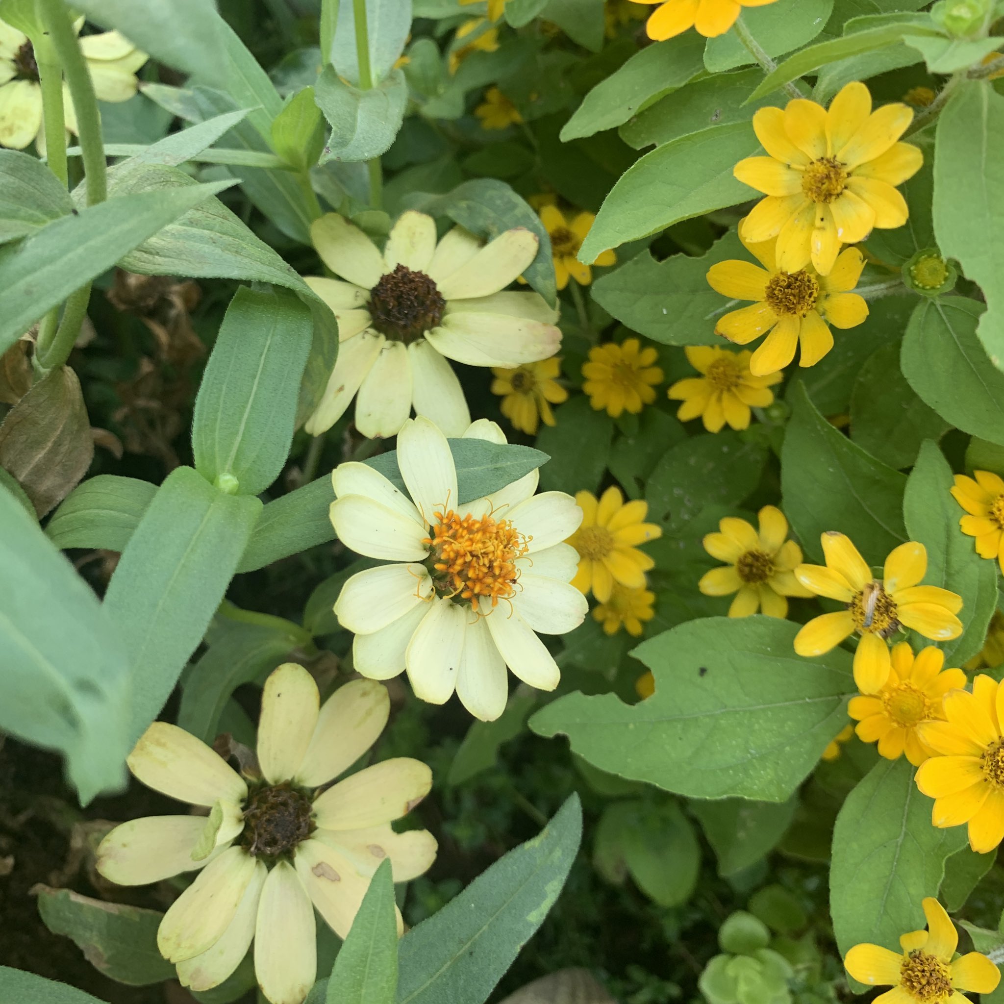 花言葉は元気 Twitter Search Twitter