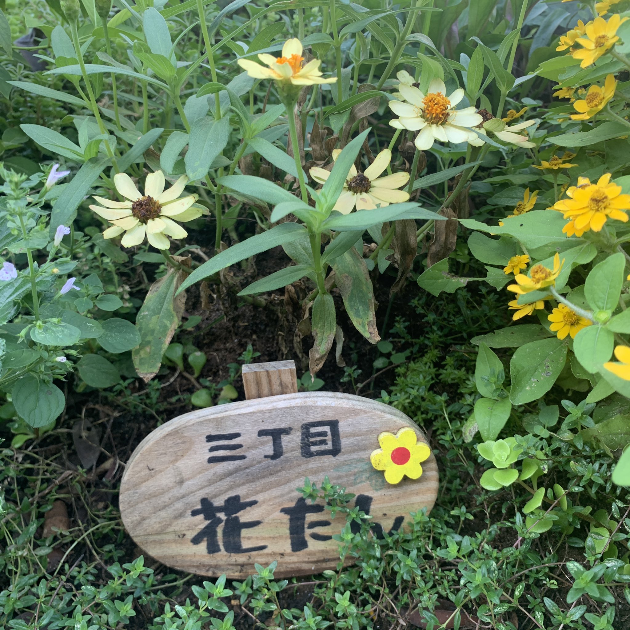 花言葉は元気 Twitter Search Twitter