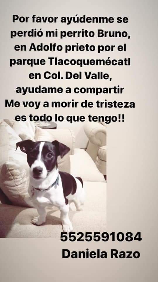 SoyMiker's tweet photo. Se perdió un perrito @En_laDelValle , RT plis. Gracias. https://t.co/hk6hll5AYj