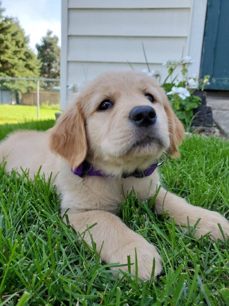 dogfather's tweet photo. sometimes people reach out wanting the dog from @dog_feelings to be proud of their dog and it’s very wholesome https://t.co/rbxPkyPFbB