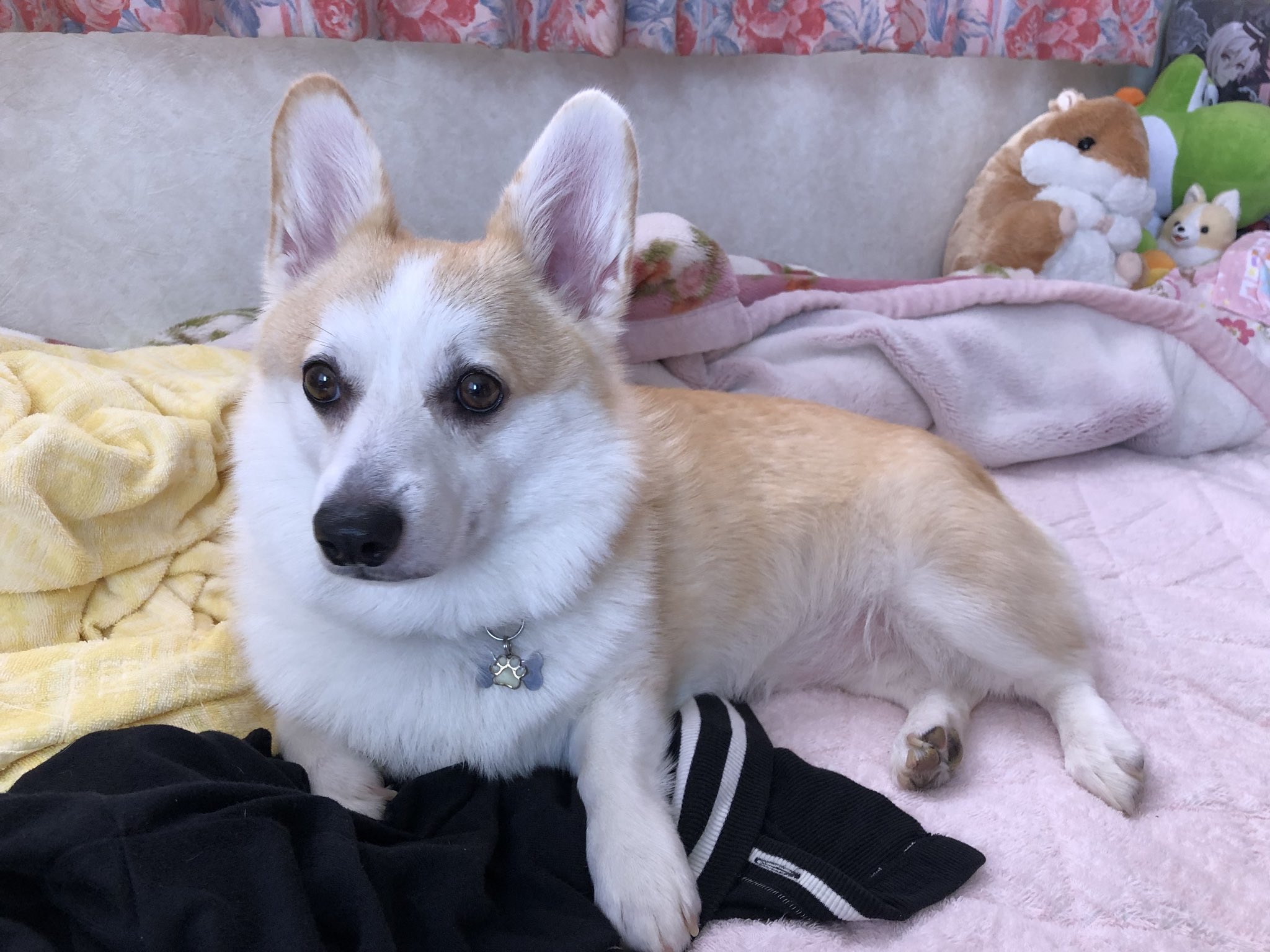 コーギー探してます 富山県 富山県で犬を探しています 保護され どこかですでに飼われている可能性が高いです 飼い主様がおられましても写真に似た犬をおみかけしたらご連絡ください 何卒宜しくお願い申し上げます 詳細にまとめて頂きました