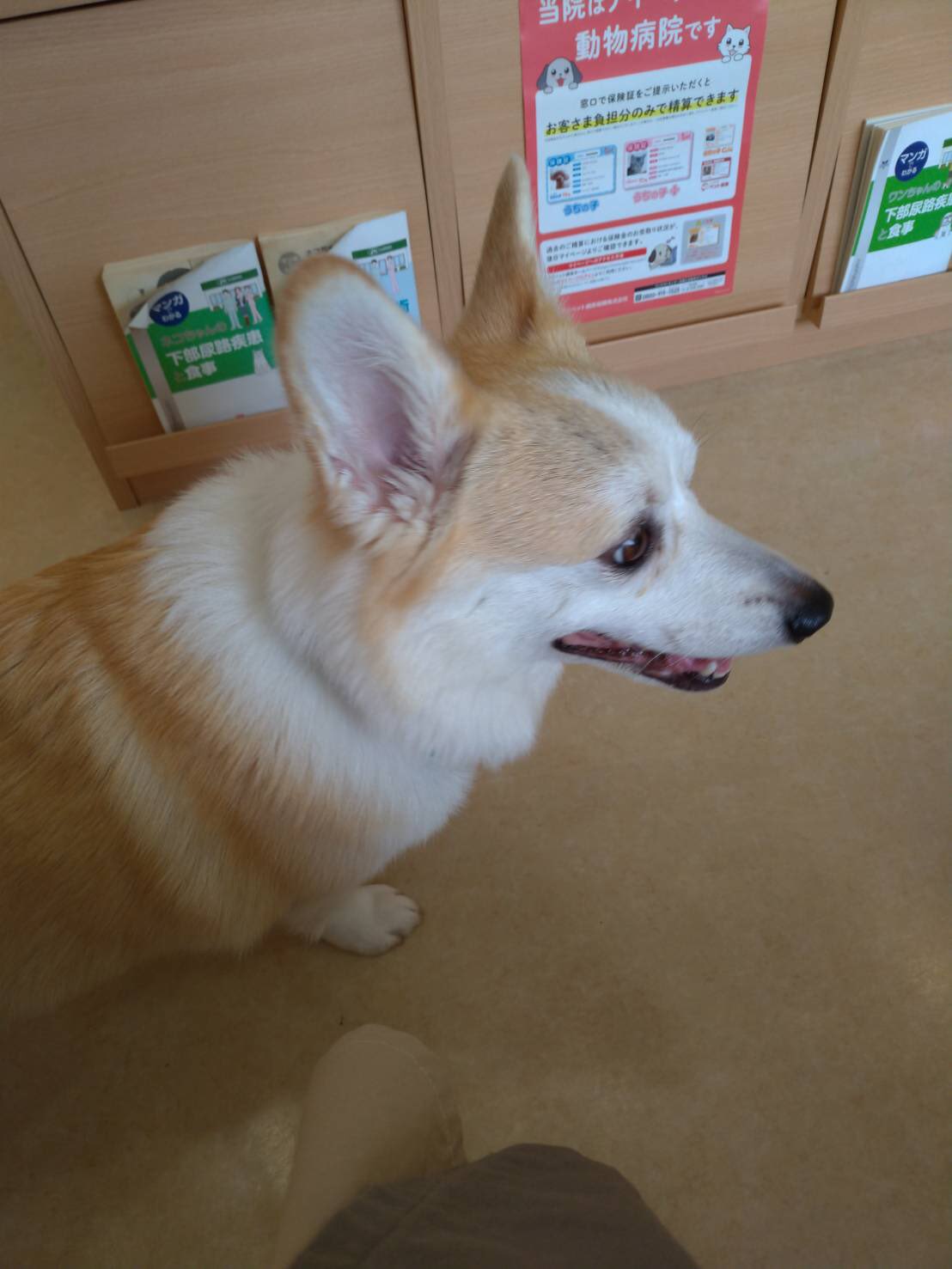 コーギー探してます 富山県 富山県で犬を探しています 保護され どこかですでに飼われている可能性が高いです 飼い主様がおられましても写真に似た犬をおみかけしたらご連絡ください 何卒宜しくお願い申し上げます 詳細にまとめて頂きました