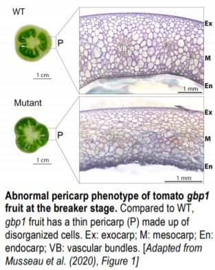 ThePlantCell's tweet image. IN BRIEF:  Tempting Fate: A Guanylate-Binding Protein Maintains Tomato Fruit Cell Differentiation #FruitDevelopment #Fruit #Tomato #PlantBiology #PlantSci @RachelMShahan buff.ly/3iF0nNd