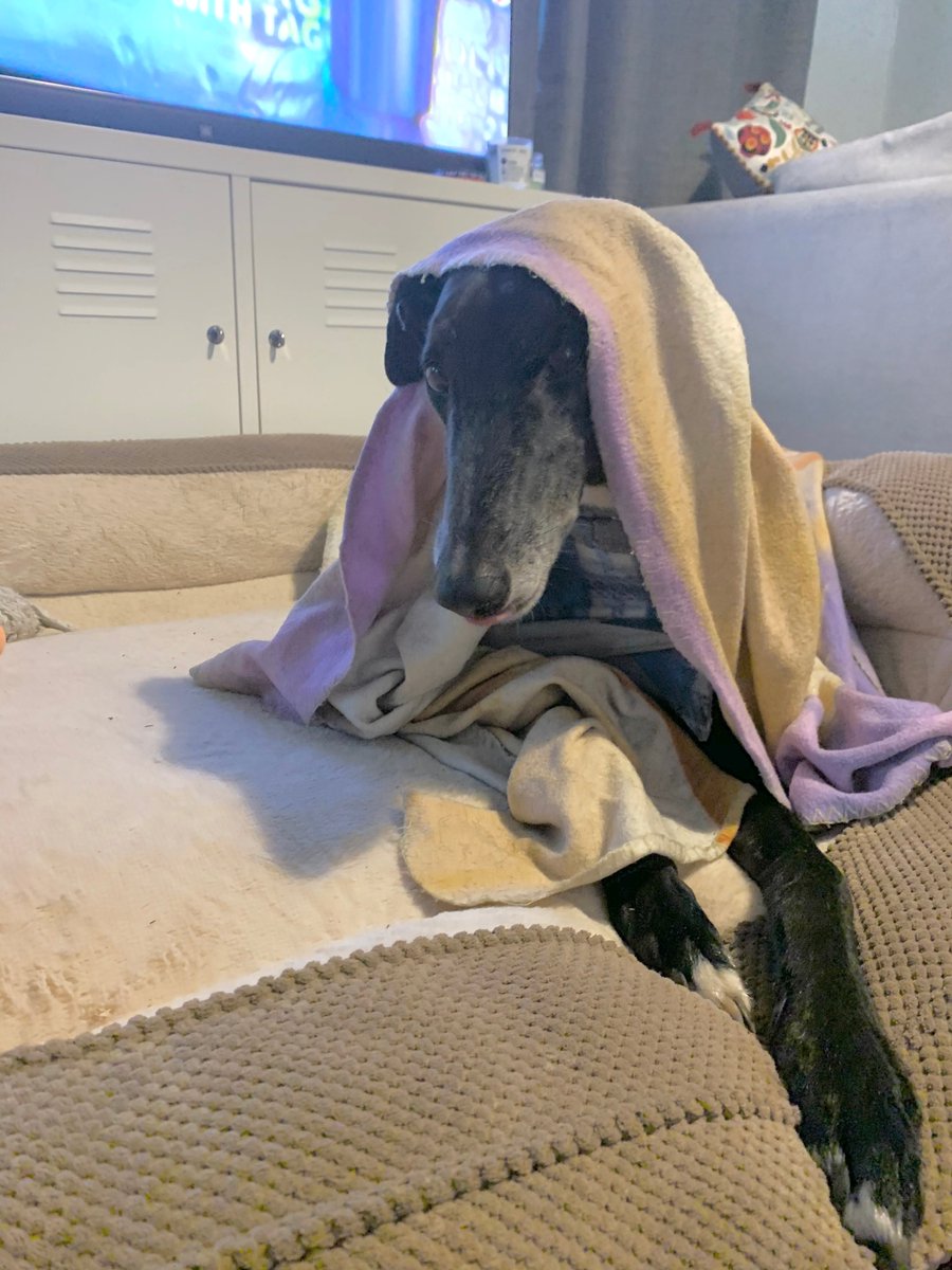 Keogh__H's tweet image. First Tweet! @shecodesaus #Virtualcodingparty going off with a bang! Rex wondering why I haven't walked him yet