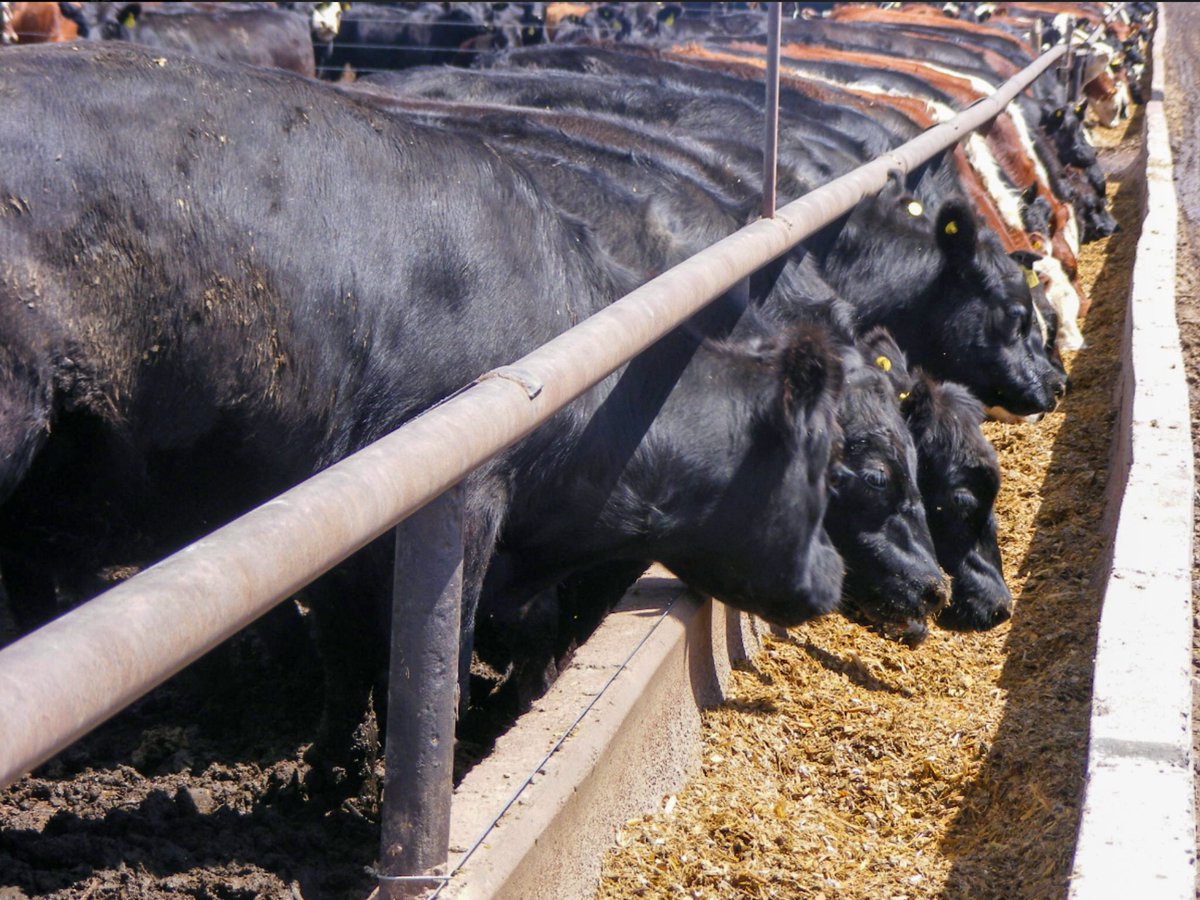 tranqueron's tweet photo. SILAJE DE MAÍZ 🐃🌽
El silo de maíz es un un alimento de muy BUENA CALIDAD por:
▶️Palatabilidad
▶️Rendimiento de MS 
▶️Valor energético
Aunque tiene baja proporción de proteína bruta. https://t.co/8E4fUJHU7D