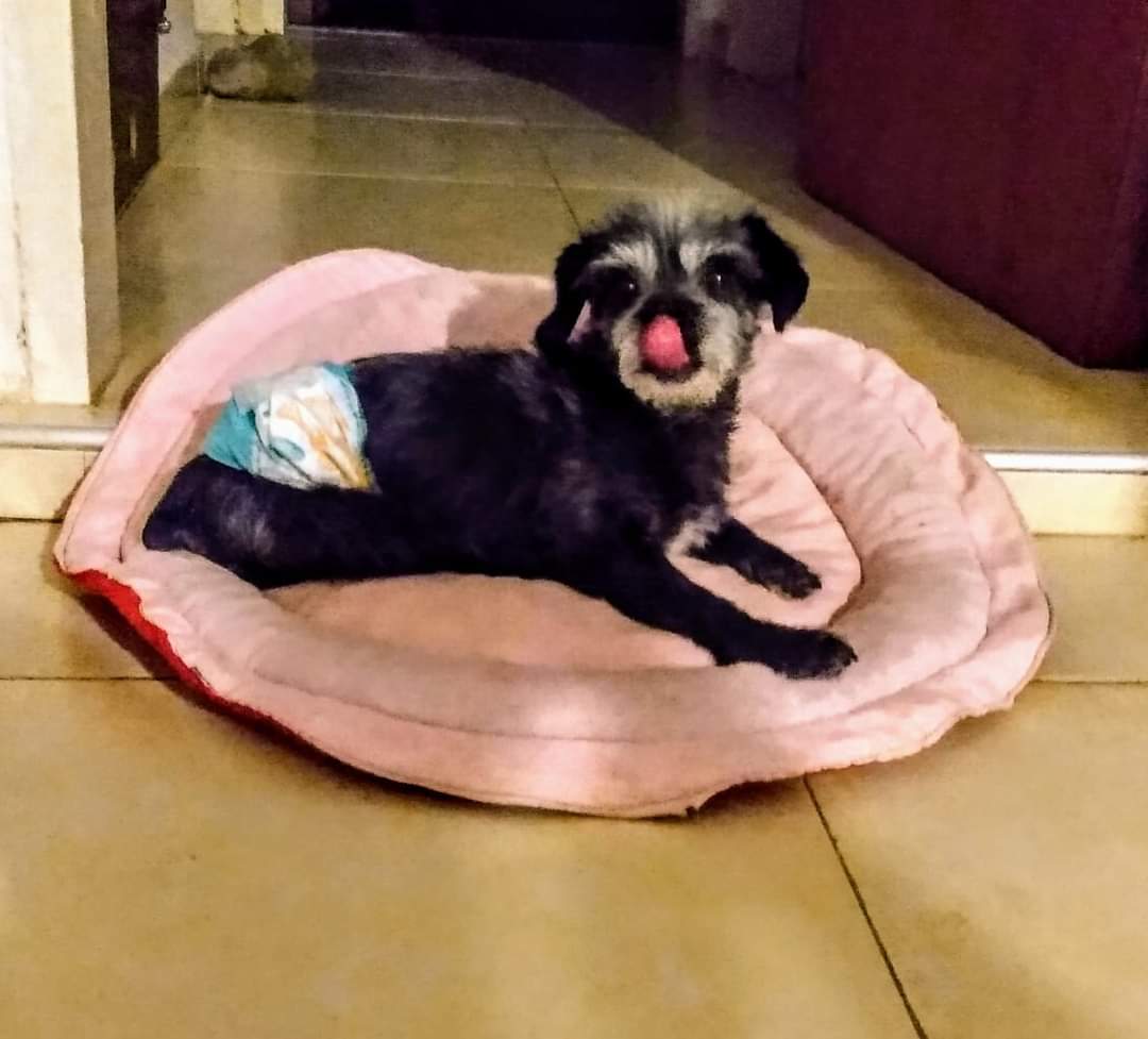 DiscasCba's tweet photo. #Titito: 3 kg. de pura actitud!! 😎
Este feroz dogo de burdeos pasa a desearles las buenas noches y dejarles miles de perribesos a todos sus fans!
También tiene un consejito para darles: https://t.co/vYqU9Znjyb