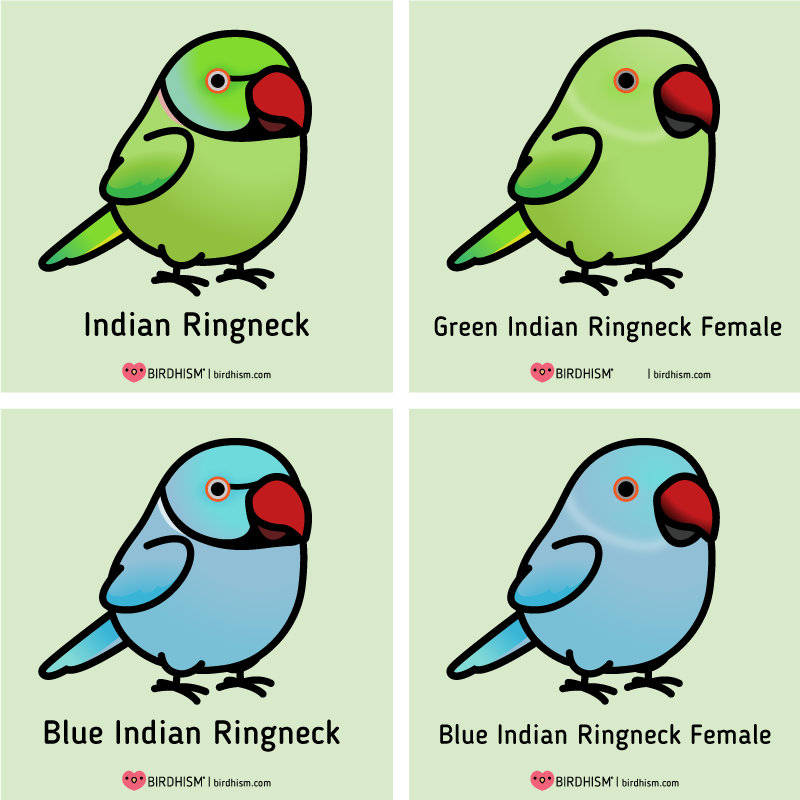 You might of seen these guys online being super adorable, with their cute little voices, but they also have a their big, shrill voices, like most parrots.
Do thorough research before bringing a parrot home and please consider adopting from a local rescue.
https://t.co/XMRkwejyVH