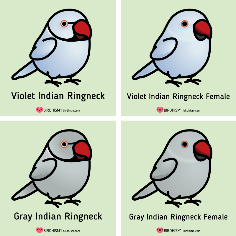 You might of seen these guys online being super adorable, with their cute little voices, but they also have a their big, shrill voices, like most parrots.
Do thorough research before bringing a parrot home and please consider adopting from a local rescue.
https://t.co/XMRkwejyVH