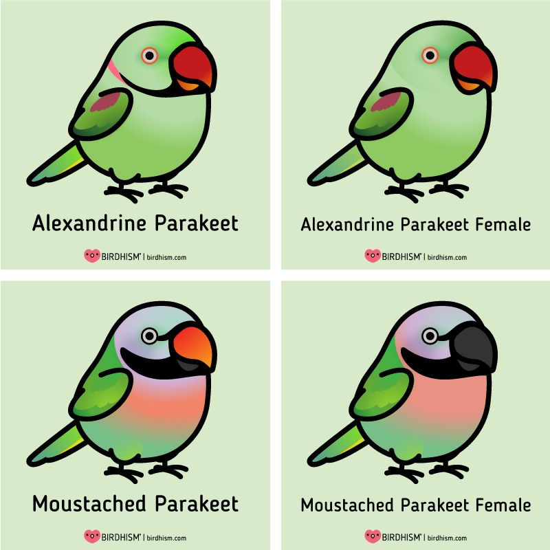 You might of seen these guys online being super adorable, with their cute little voices, but they also have a their big, shrill voices, like most parrots.
Do thorough research before bringing a parrot home and please consider adopting from a local rescue.
https://t.co/XMRkwejyVH