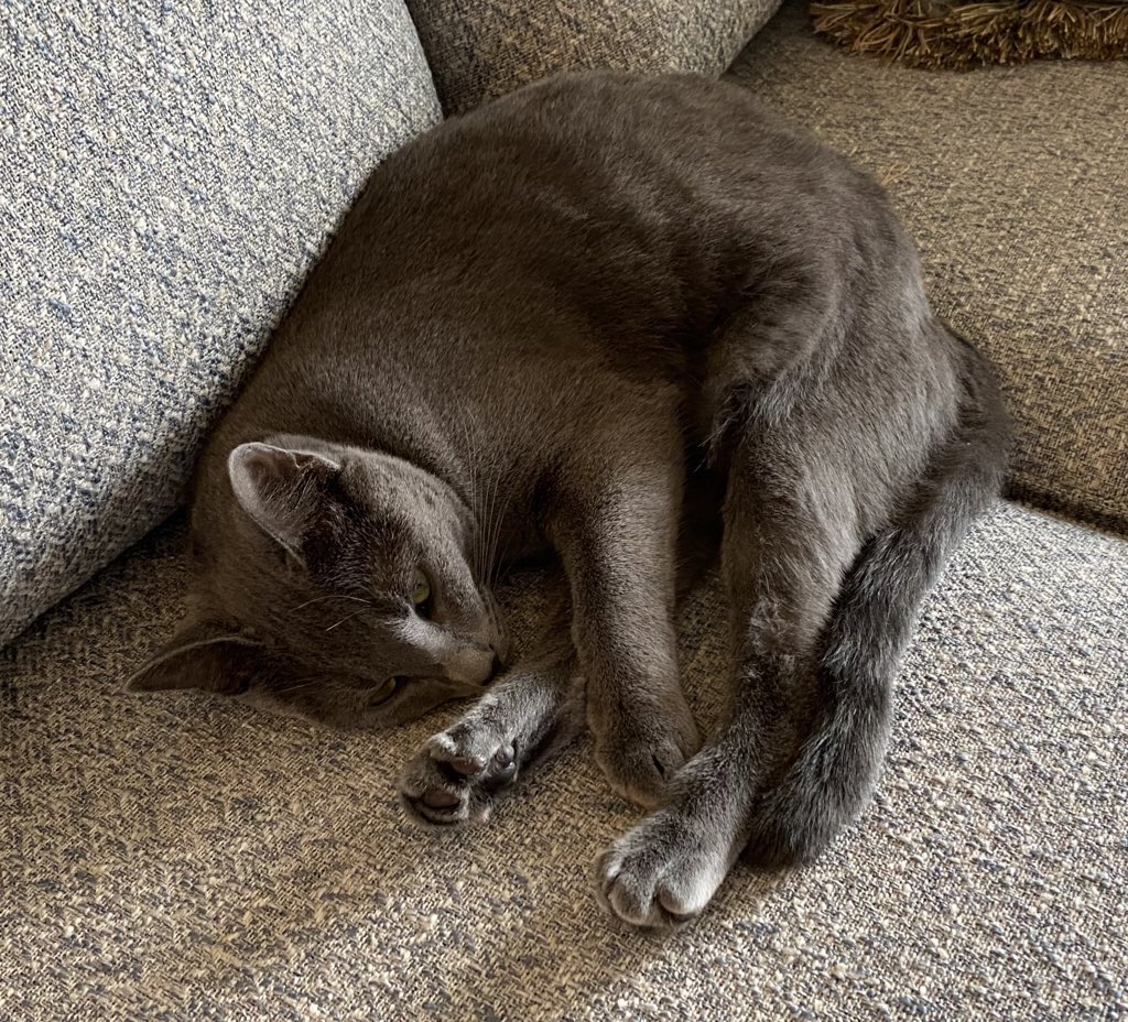 vroberts9's tweet photo. 8/15 #PurrChoirForLuis @MissytheB Misty is dreaming of our head #tuffcatLuis who has no fever and tested negative again for Covid. He is breathing 100% with help from the machine only when needed. Good job Luis! #HomeIn2020 🙏🏻🙏🏻 @BloomNight2 @GordonHarmony https://t.co/blxCZVRnth