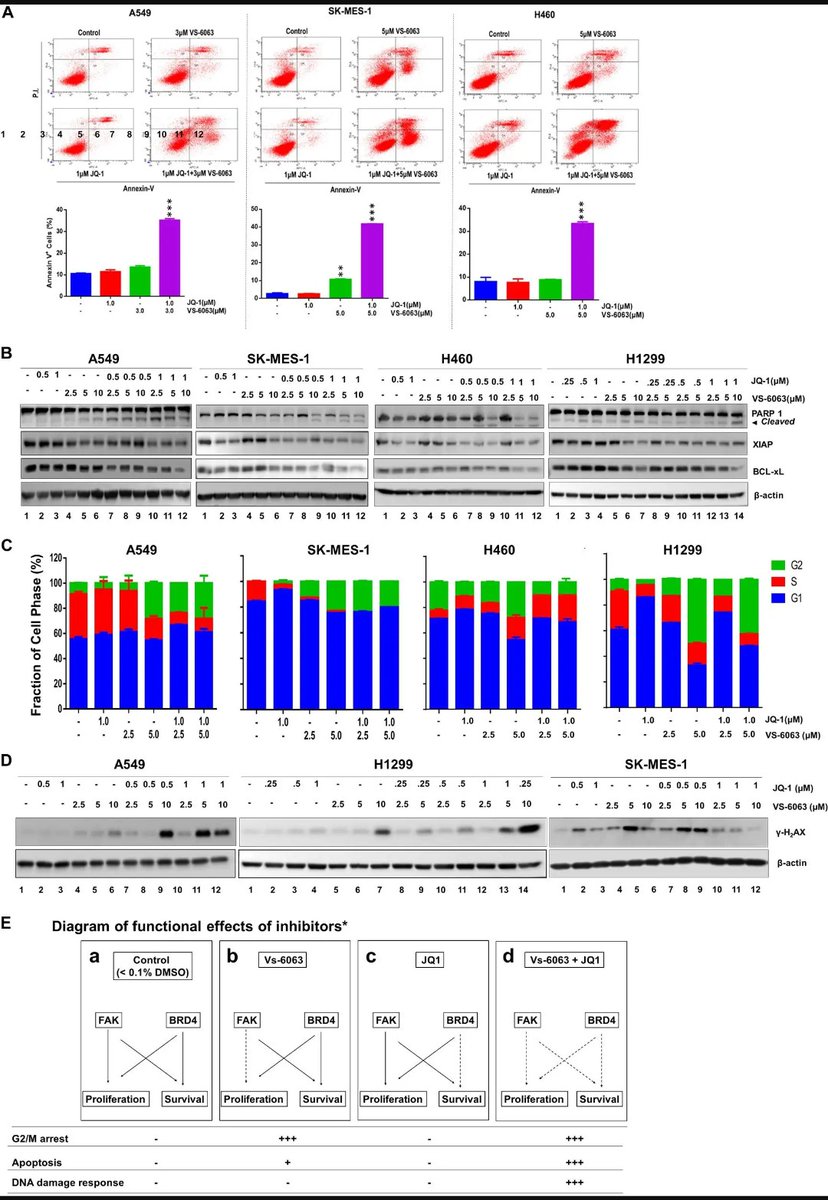CrozrX's tweet photo. https://t.co/aghs9Vklnv
#Akt/#XIAP/#Bcl-xl-dependent signaling, #EMT #integrin functions #RAS/#MEK/#ERK #FAK pathway and #BRD4 as a promising line of synthetic lethal-type therapy for #NSCLC, regardless of the state of #EGFR or #KRAS @VerastemOncolog @NCIResearchCtr @NIH @AACR https://t.co/HnmGBPTIEw