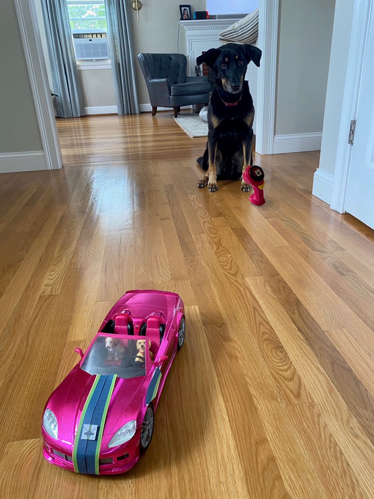 BeAthenianSTEM's tweet photo. This is what really goes on when you leave the house! Hey, your pup’s gotta have some fun too! 

Our cute pup of the weekend hopes you have fun playing around your house. #dogs #barbie #havefun  #sillydog #STEMeducation #DRIVEchange #DRIVEeducation #DRIVEsuccess #AthenaRacing https://t.co/Yonj9QvQEd