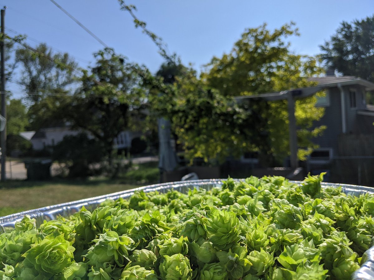 JaysBeerReviews's tweet photo. Harvesting hops today means brewing beer tomorrow! #drinklocal https://t.co/z6uhEXGdJp