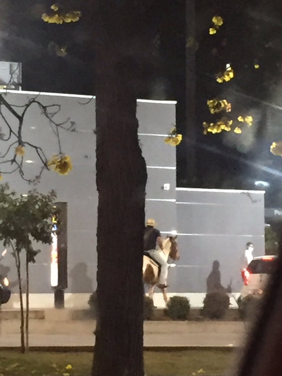 fabrinitrash's tweet photo. gente tinha um cara de cavalo no drive thru do mc donald’s

perditudo https://t.co/nG3oWyy11t