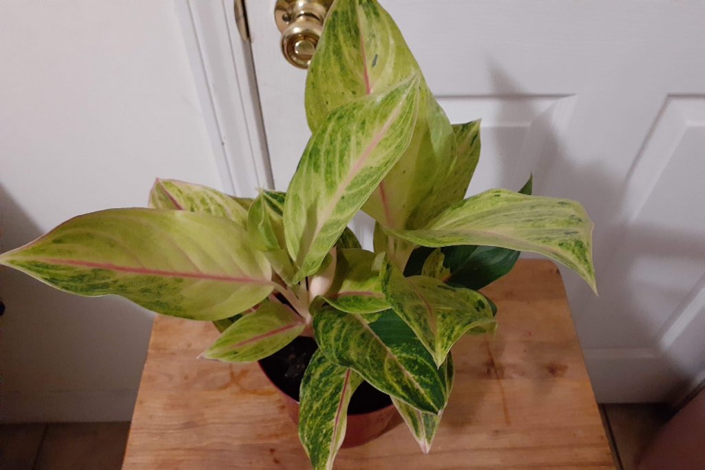 mermerflowers's tweet photo. I have always been a nature baby, but now I am a nature mama! This is my daughter Fuchsia. She is a Chinese Evergreen plant. I meditated in the sun with her this morning :) Siblings are coming soon! https://t.co/OWfqcik0ts