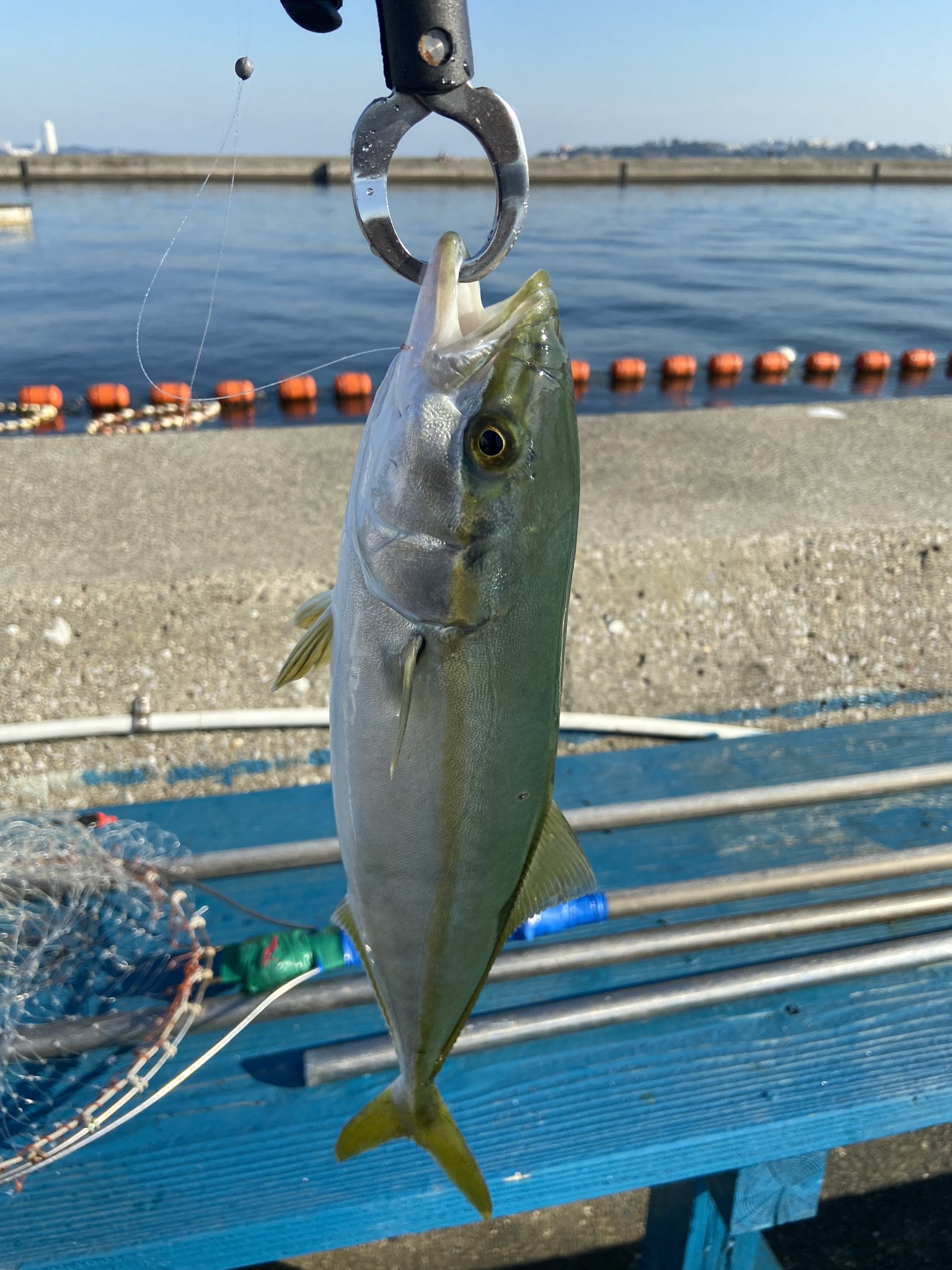 とっぴー 知多半島で生きてく人 今日の釣果 篠島の釣り天国 海上釣堀 にてツバス3匹でした 他にもマダイを釣ってる人が多かったです T Co Vr6t2dls5t Twitter