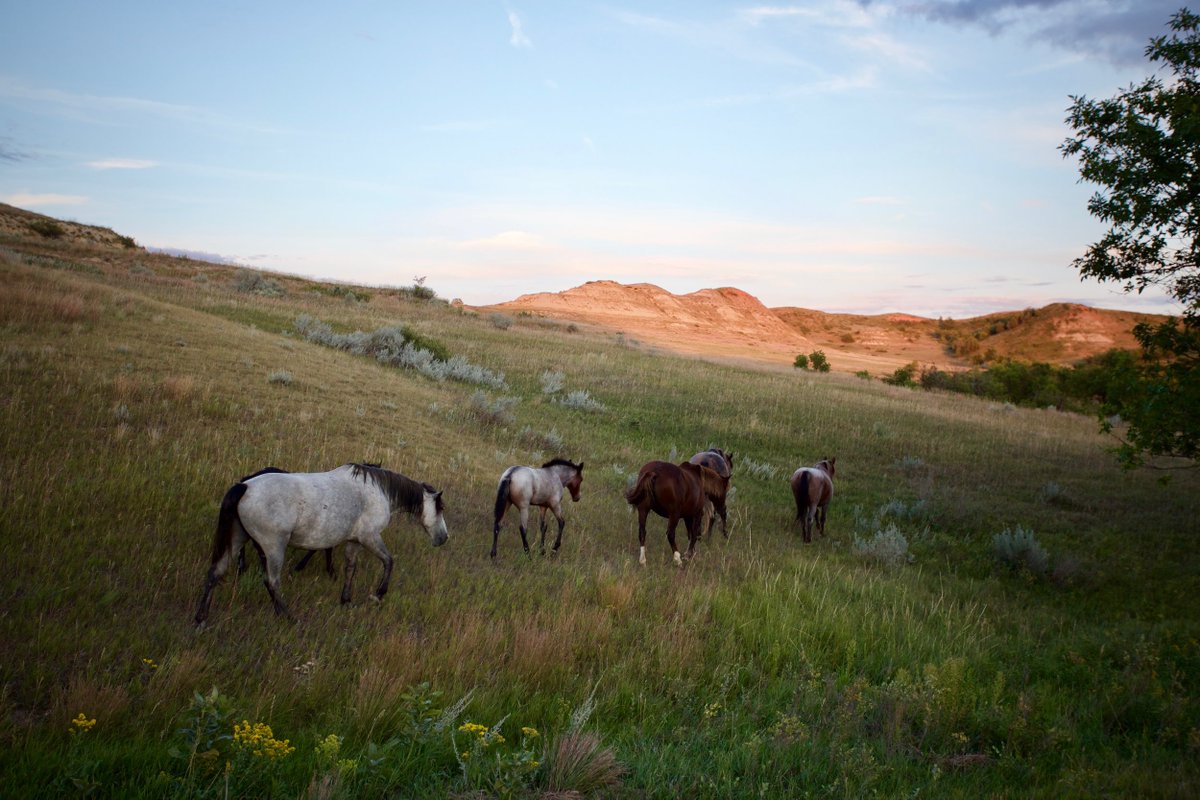 I forgot to mention - I'm a photographer and love taking photos of our National Parks.  @TRooseveltNPS was my first stop ON THE EXACT DATE OF THE  @NatlParkService CENTENNIAL! I was ecstatic! It was a beautiful first night camping under the stars.  https://kmagnuson.com/blog/theodore-roosevelt-national-park-summer-2016